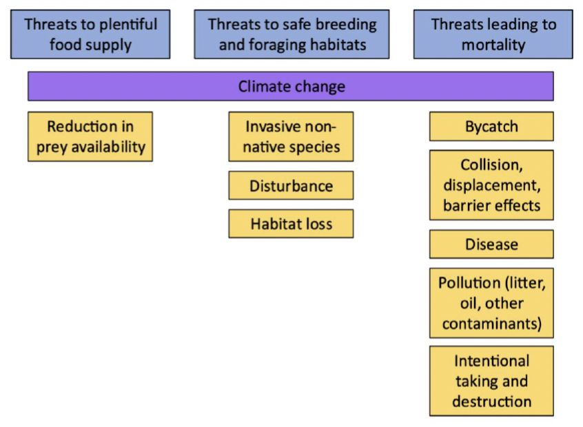 Diagram showing the three pathways that pressures and threats can be grouped under depending on the type of threat they pose. These pathways are threats to plentiful food supply; threats to safe breeding and foraging habitats; and threats leading to mortality. Each of the pressures is grouped under one of these threats, with the exception of climate change which falls under all three.