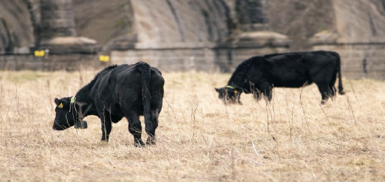 Two black cows grazing in a meadow