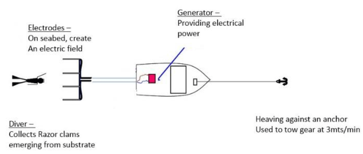 A diagram showing a fishing vessel with electrodes towed behind the vessel. Divers follow behind the electrodes (on the seabed) and commercial size razor clams (Ensis so) are collected by the divers, whilst small and unwanted clams can re- burrow in the sediment