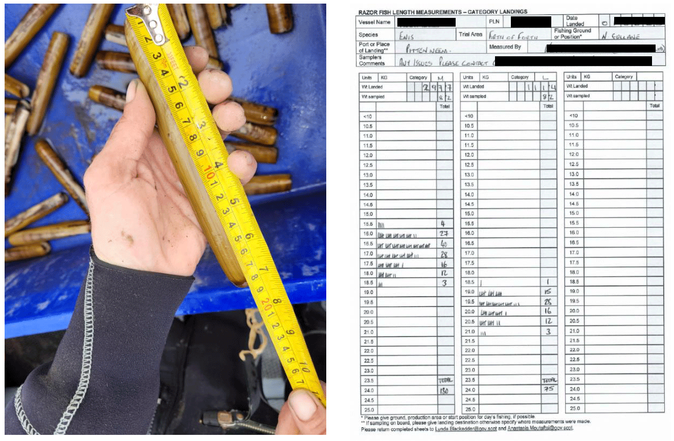 Left: figure displaying a fisher using a measuring tape to assess the length of a razor clam (E.siliqua ) whilst collecting data as part of the Scottish razor clam electrofishery trial. Right: figure with an image displaying an example data sheet showing length measurements (recorded as numbers of razor clams at length in 0.5 cm intervals), the total weight of the sample measured, and the total weight of the landing from which the sample was taken alongside details of fishing vessel and activity date.