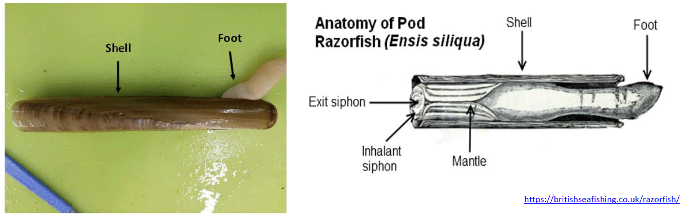 An image showing a picture (left) and a diagram (right) of the razor clam (E.siliqua) collected by trial participants as part of the Scottish razor clam electrofishery trial and transported live to the Marine Laboratory, Aberdeen for processing. The first image is a photography of a razor clam where the shell and the foot are displayed. The second image is a diagram showing the anatomy of the razorfish: shell, foot, exit siphon, inhalant siphons and mantle.