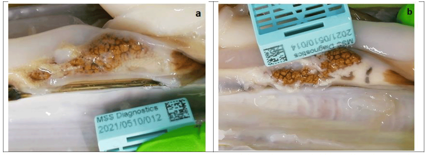 A figure with an image showing a picture of a male gonad (beige and granular) on the right and a female gonad (whitish colour and a milky texture) on the left.