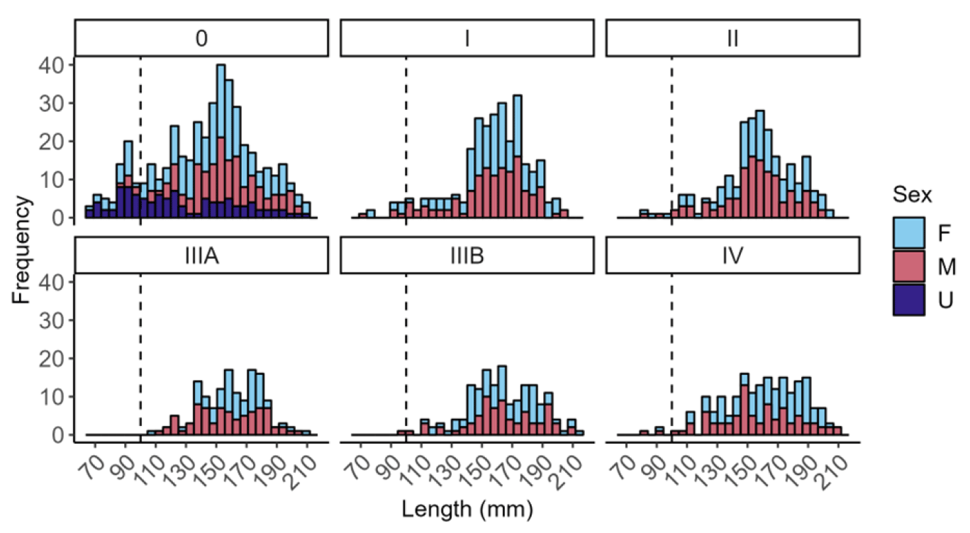 A figure with 6 bar plots showing length-frequency (length values on the X-axis and number of individuals at a certain value of length – frequency, on the Y- axis) of razor clams (E.siliqua) analysed for histology to identify sex and stages of gonad development (0- IV) as part of the Scottish razor clam electrofishery trial. The dashed line indicates 100 mm which is the minimum landing size (MLS) for razor clams. There is a bar plot for each of the gonad stages, with females, males and unidentified represented.