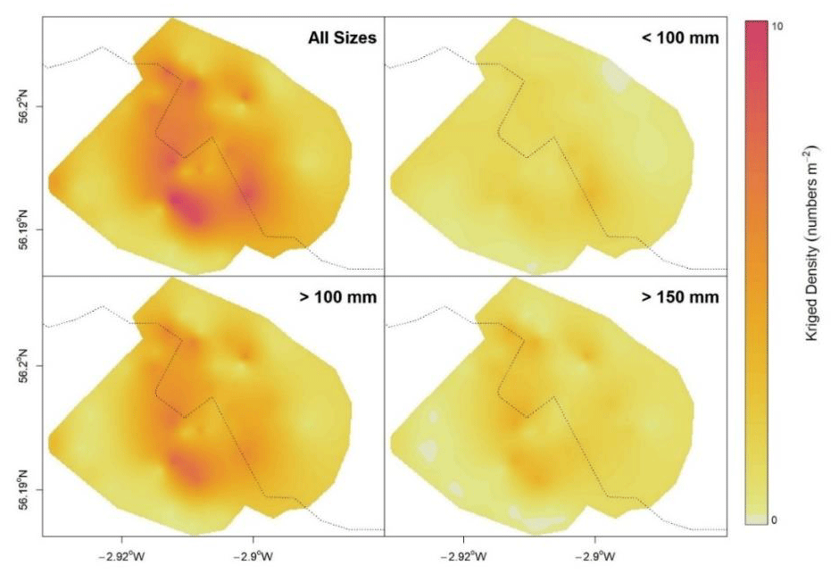 A figure with four plots showing a kriged razor clam density surfaces for each size category sampled in A figure with four plots showing a kriged razor clam density surfaces for each size category sampled in Largo Bay (fishing ground within the Firth of Forth trial area), based on 2020 razor clam survey density data (Fox, 2021). Each plot aggregates different sizes ( all sizes, less than 100mm, more than 100mm and more than 150mm). Darker red pixels represent areas of higher estimated razor clam density, and lighter yellow pixels represent areas of lower estimated density. Cream coloured pixels represent areas where razor clam are absent. The black dotted line is a 5 m bathymetric contour.