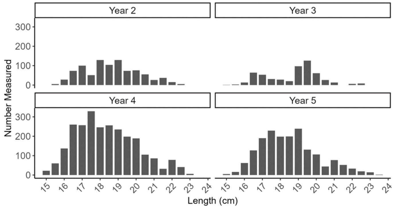 Figure showing four bar plots with length frequencies of razor clam self-samples (measured by fishers and processers) from the Broad Bay trial area as part of the electrofishery trial, for each of the trial years.