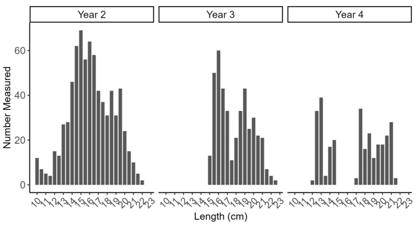 Figure showing three bar plots with length frequencies of razor clam self-samples (measured by fishers and processors) from the Sound of Sleat trial area as part of the electrofishery trial (for Trial year 2, 3 and 4).