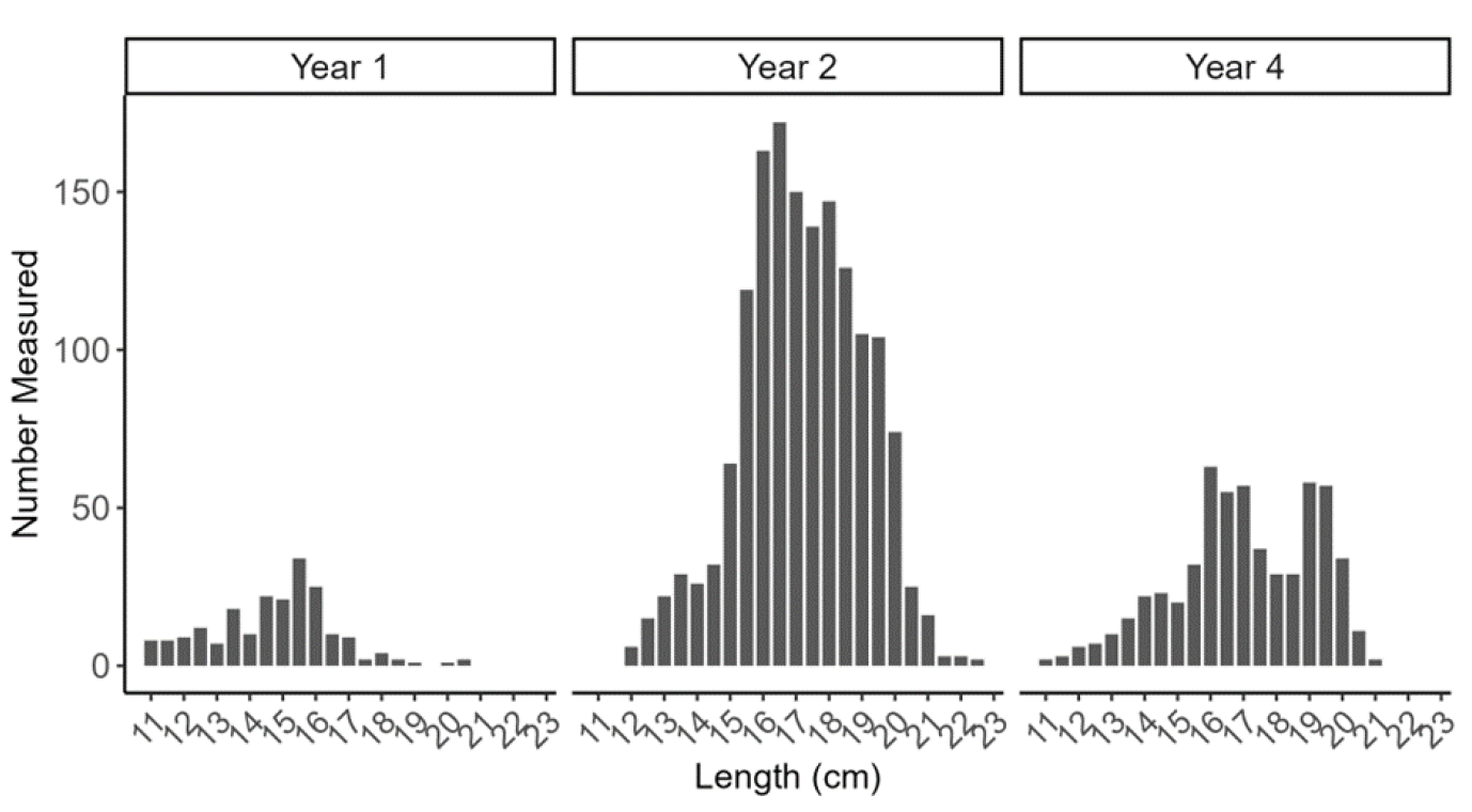 Figure showing three bar plots with length frequencies of razor clam self-samples (measured by fishers and processers) from the Coll and Tiree trial area as part of the electrofishery trial (Trial year 1, 2 and 4).