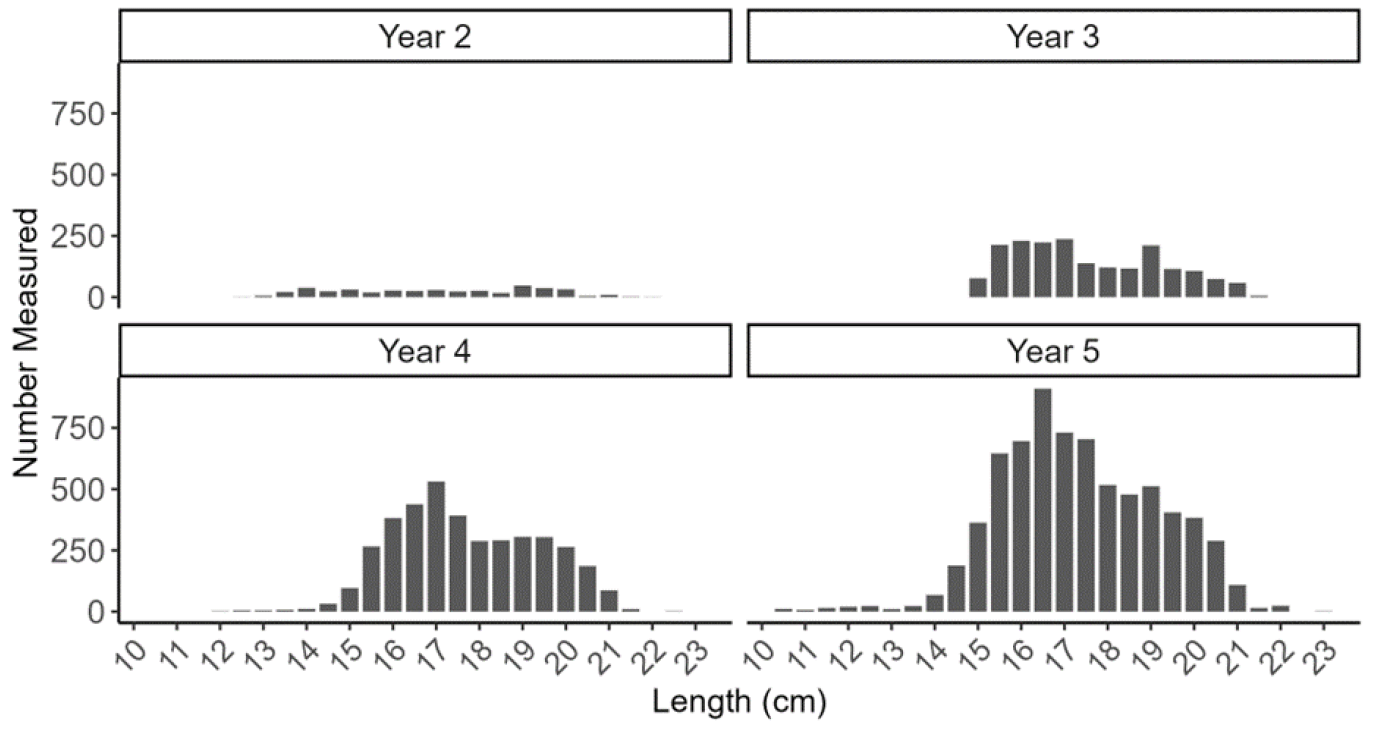 Figure with four bar plots showing length frequencies of razor clam self-samples (measured by fishers and processers) from the Colonsay trial area as part of the electrofishery trial (Trial Year 2, 3, 4 and 5).