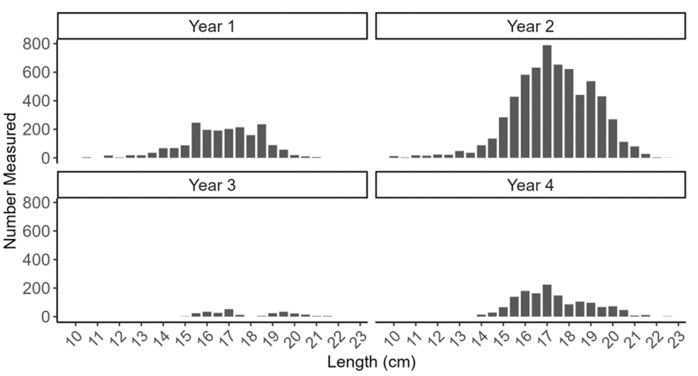 Figure showing four bar plots with length frequencies of razor clam self-samples (measured by fishers and processers) from the Gigha trial area as part of the electrofishery trial (Trial Year 1, 2, 3 and 4).