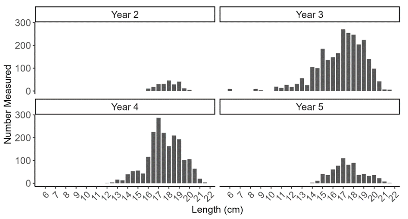 Figure showing four bar plots with length frequencies of razor clam self-samples (measured by fishers and processers) from the Wigtown Bay trial area as part of the electrofishery trial (Trial Year 2, 3, 4 and 5).