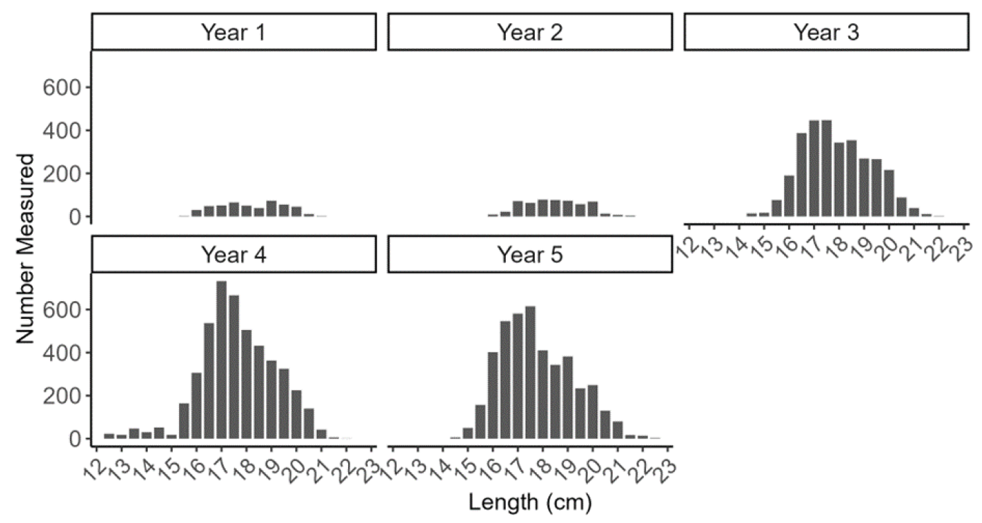 Figure with five bar plots showing length frequencies of razor clam self-samples (measured by fishers and processers) from the Firth of Forth trial area as part of the electrofishery trial.