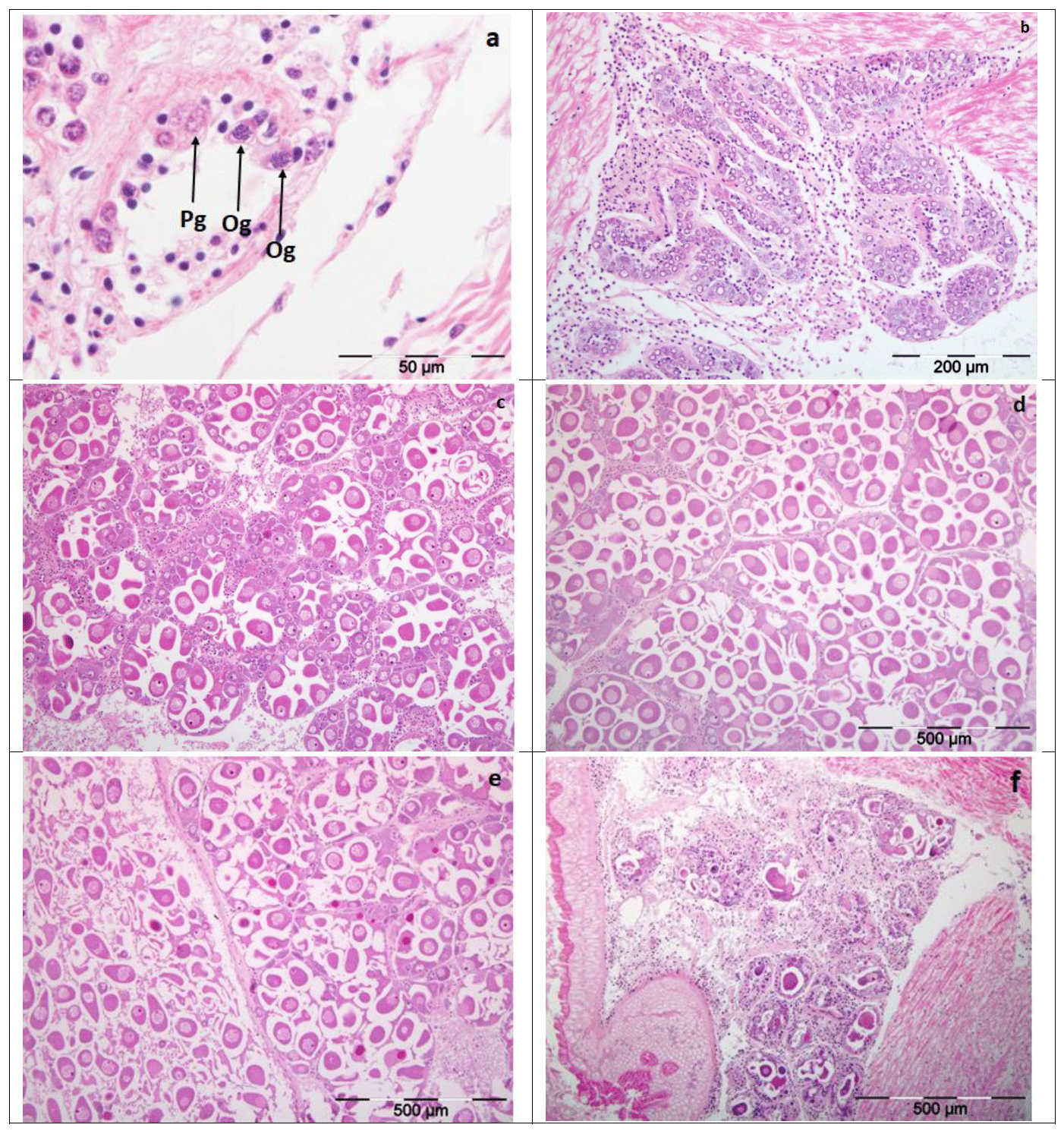 Figure showing six images of female razor clams gonad tissue (E.siliqua) analysed for histology to identify sex and stages of gonad development as part of the Scottish razor clam electrofishery trial; a) female gonad; Stage ‘0’, b) Stage I, c) Stage II, d) Stage IIIA, e) Stage IIIB f) Stage IV. Pg: protogonias; Og: ovogonias.