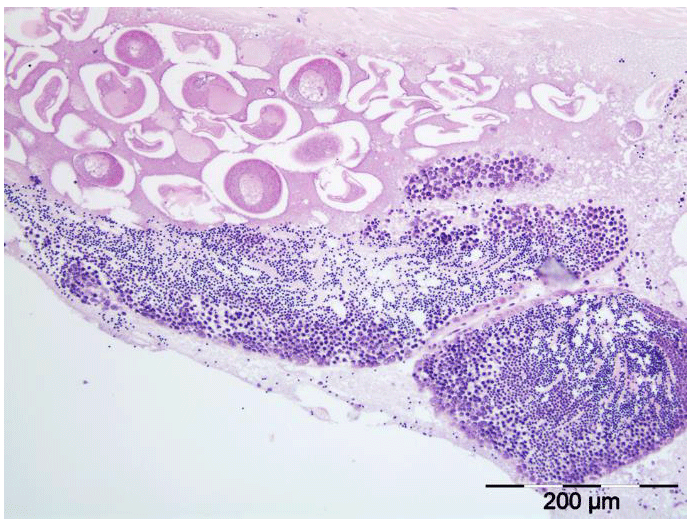 Figure showing an image of gonad tissue of an hermaphrodite specimen from a razor clam (E. siliqua) analysed for histology to identify sex and stages of gonad development as part of the Scottish razor clam electrofishery trial