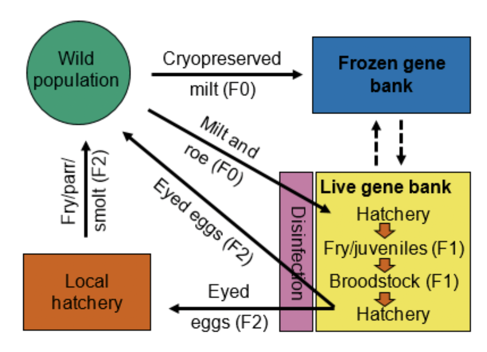 A flow chart showing the interaction between live and cryopreseved genetic material in the Norwegian gene banking programme.