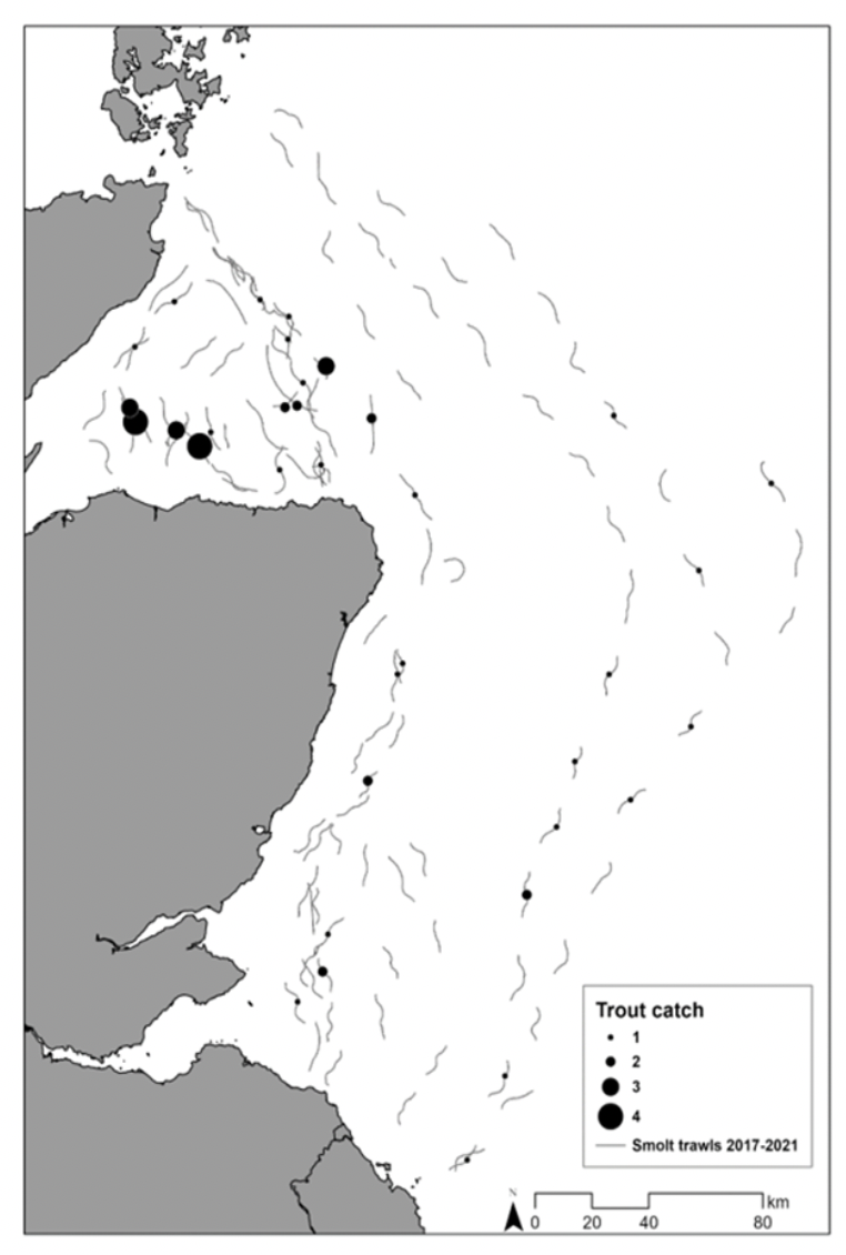 A map of the north east coastal region showing the location of sea trout captured from trawls.