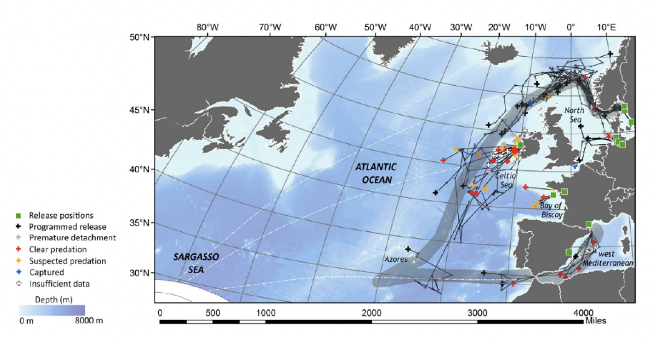 Figure from Righton et al (2016)