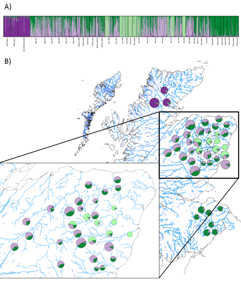 A) is a visual representation of genetic clustering of individuals/sites. B) shows pie charts for the various clusters as they are spread over Scotland's map. 