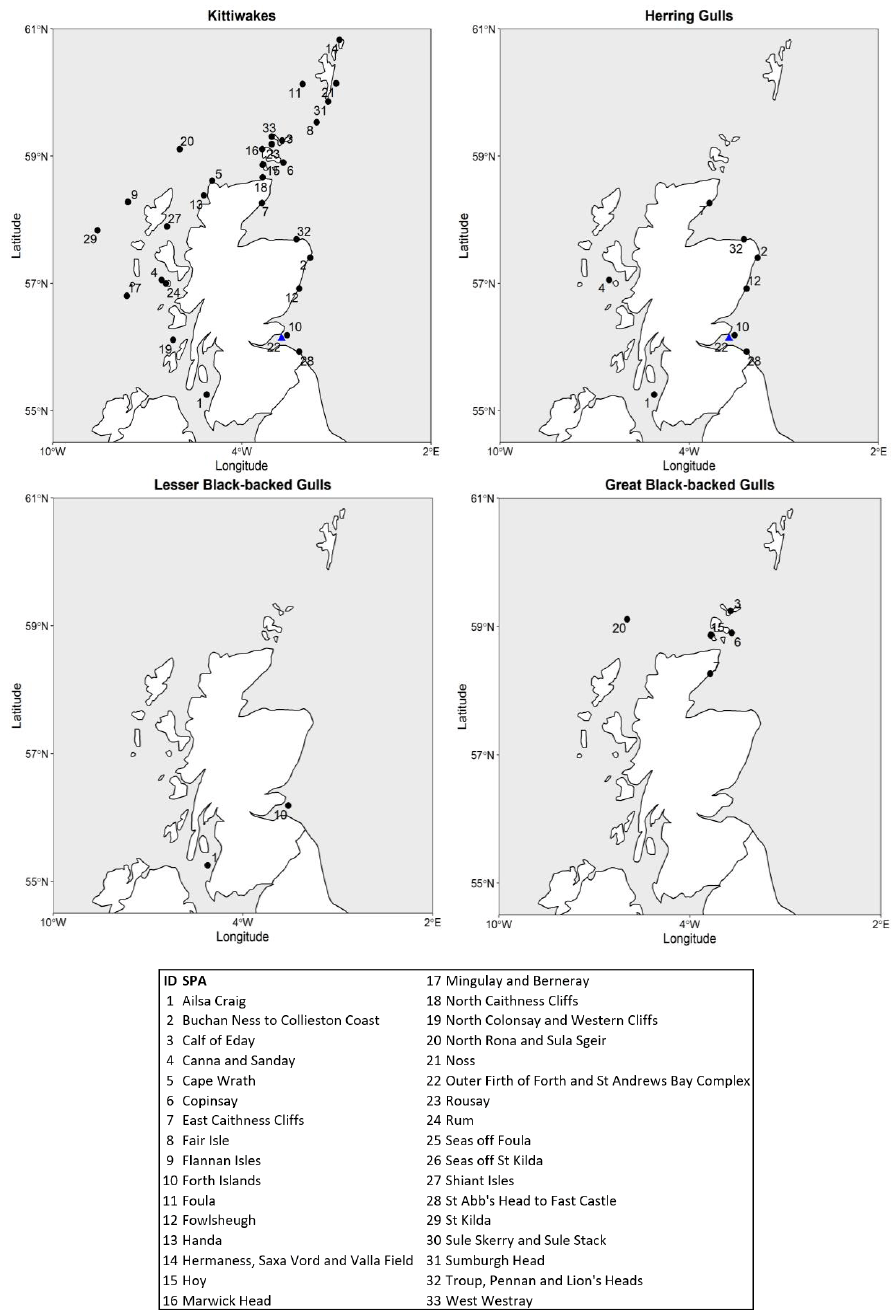 Four maps of the locations of Scottish Breeding SPAs for each of Kittiwake, Herring Gull, Lesser Black-Backed Gull and Great Black-Backed Gull