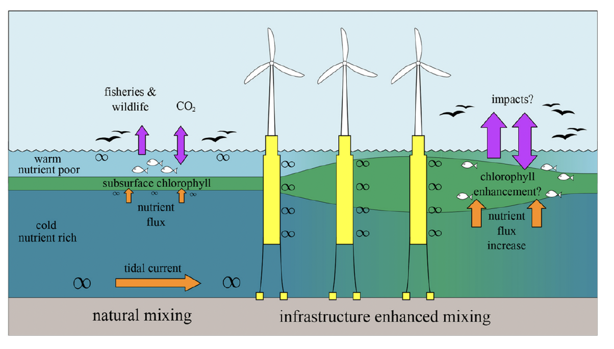 A diagram showing the impact of wind turbines on water mixing and stratification. Altering water column natural equilibrium may impact higher trophic levels.