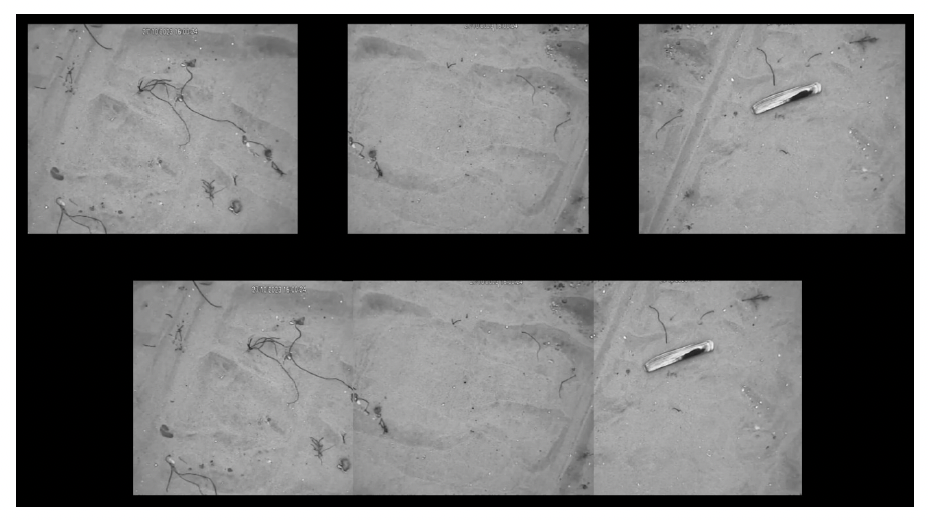 An illustrative example of the image quality captured by the razor clam video camera sled during the Firth of Clyde survey. The images clearly show the sandy seabed with some fragments of seaweed and a fully emerged razor clam lying on the seabed. The shallow indentations caused by the passage of the electrode rods can also be clearly seen.