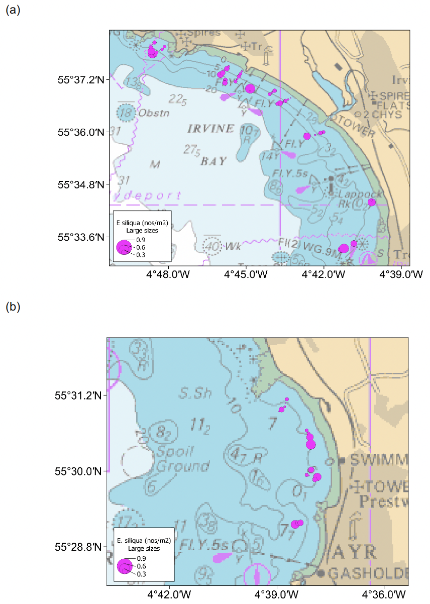 Bubble plots showing the spatial distribution of large sized Ensis siliqua in Irvine and Ayr Bays. Razors larger than 150 millimetres shell length were found across the area with no obvious spatial pattern.