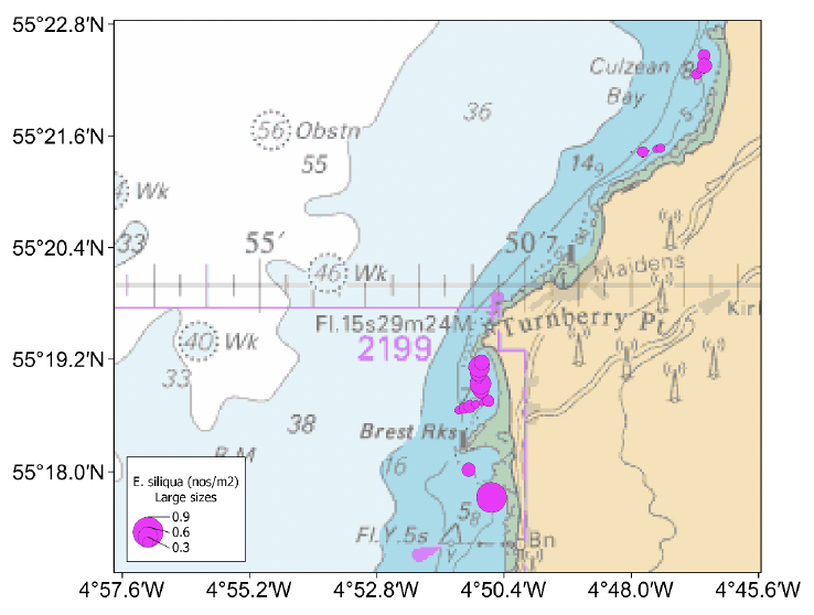 Bubble plots showing the spatial distribution of large sized Ensis siliqua in Culzean and Turnberry Bays. Razors larger than 150 millimetres shell length were recorded on most of the tows with higher densities in Turnberry Bay compared to the other sites within the trial fishery zone.