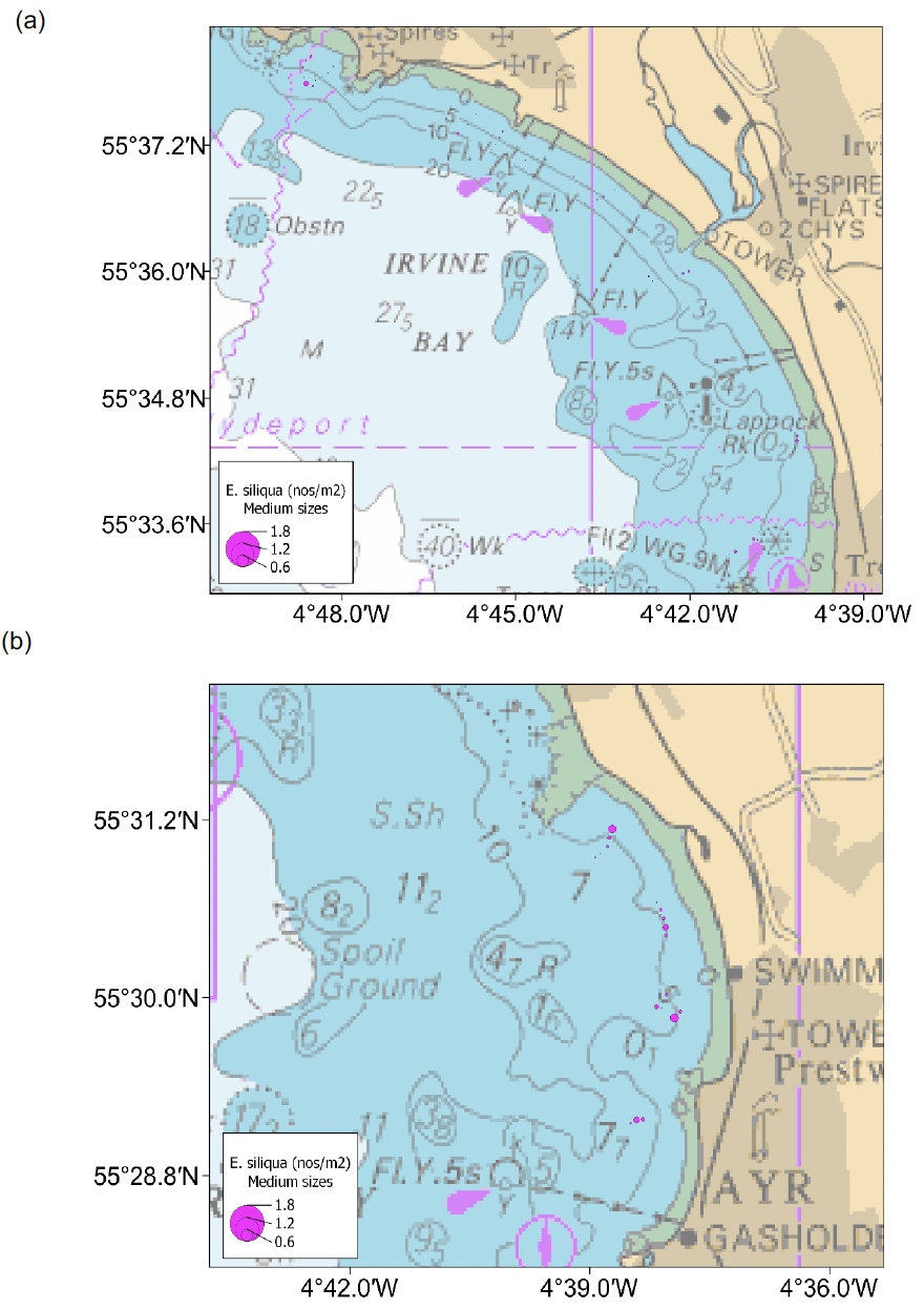 Bubble plots showing the spatial distribution of medium sized Ensis siliqua in Irvine and Ayr Bays. Razors between 100 to 150 millimetres shell length were less common in Irvine Bay but recorded on most tows in Ayr Bay.