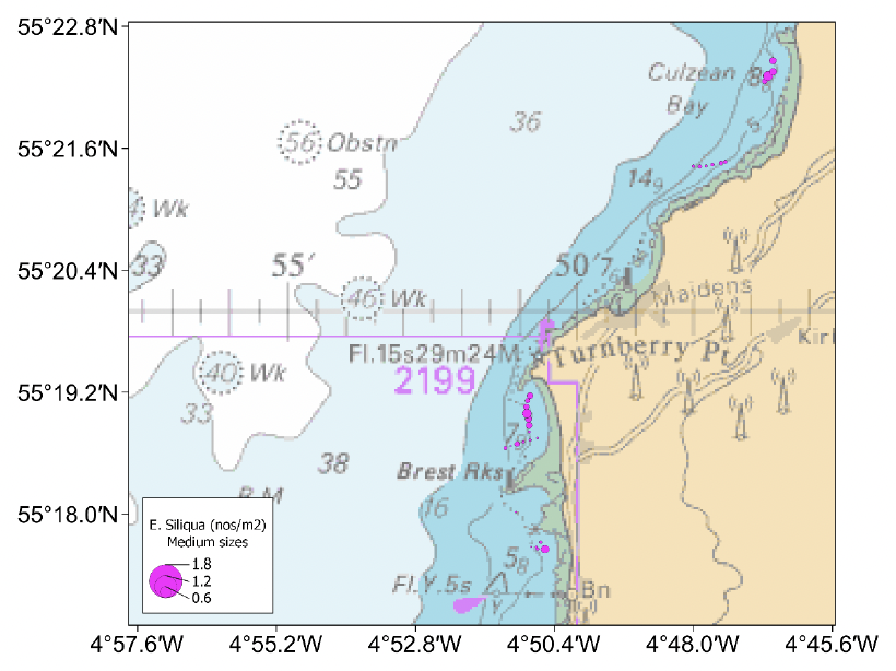 Bubble plots showing the spatial distribution of medium sized Ensis siliqua in Culzean and Turnberry Bays. Razors between 100 to 150 millimetres shell length were recorded on most of the tows and were a little more common in these sites compared to Irvine and Ayr Bays.