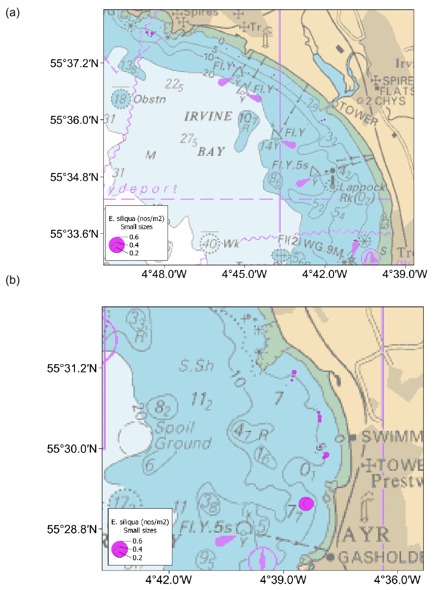 Bubble plots showing the spatial distribution of small sized Ensis siliqua in Irvine and Ayr Bays. Razors smaller than 100 millimetres shell length were found in a small patch off Ardrossan harbour but appeared more widely spread in Ayr Bay.