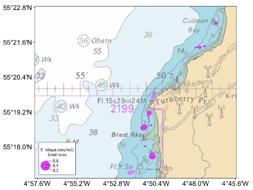 Bubble plots showing the spatial distribution of small sized Ensis siliqua in Culzean and Turnberry Bays. Razors smaller than 100 millimetres shell length were recorded on nearly all the tows and seemed to become more common moving south into Turnberry Bay.