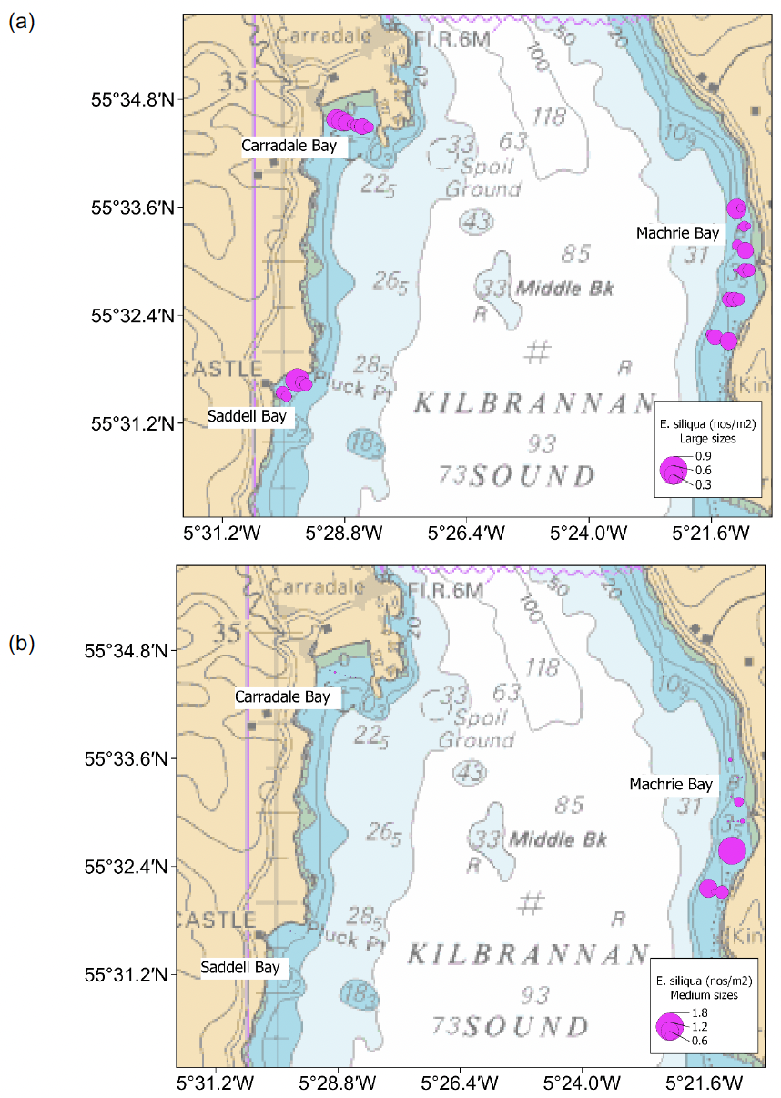 Bubble plots showing the spatial distribution of large and medium sized Ensis siliqua in Machrie, Carradale and Saddell Bays which are outside of the trial fishing zone. Razors larger than 150 millimetres shell length were found on nearly all the tows with little obvious spatial pattern. Razors between 100 to 150 millimetres shell length were more common in Machrie Bay and higher density tows were spatially clustered towards the southern end of the bay.