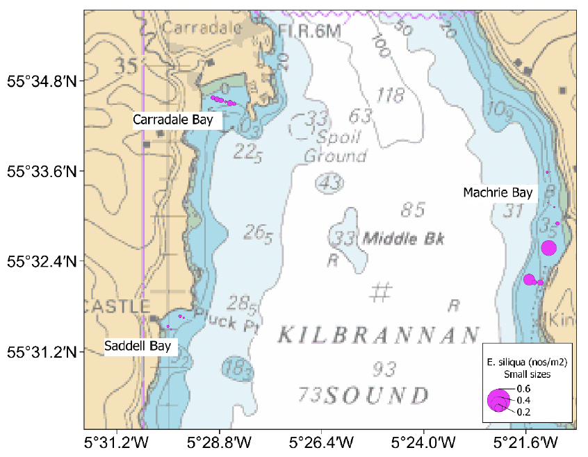 Bubble plots showing the spatial distribution of small sized Ensis siliqua in Machrie, Carradale and Saddell Bays which are outside of the trial fishing zone. Razors smaller than 100 millimetres were more common in the southern end of Machrie Bay and in Carradale Bay with apparently lower densities in Saddell Bay.