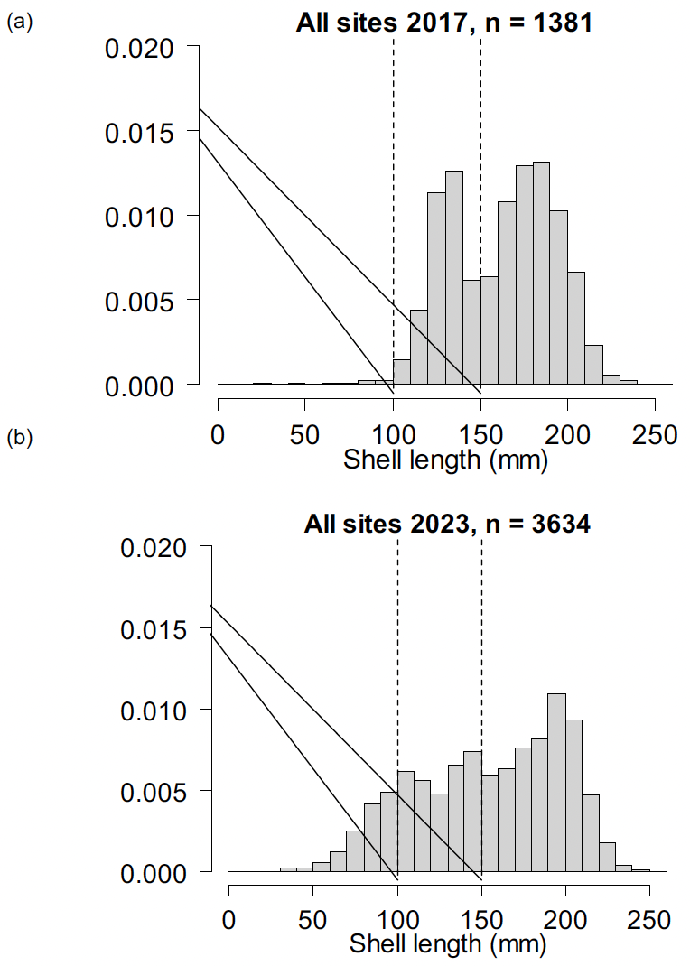 Two density histograms showing the shell lengths for Ensis siliqua for the Ayrshire coast, Firth of Clyde surveys conducted in 2017 and 2023. The more recent data show a shift towards a greater proportion of the reconstructed lengths being comprised of razor clams smaller than 100 mm shell length. This indicates that recruitment of young razor clams has taken place during the period of the electrofishing trial.