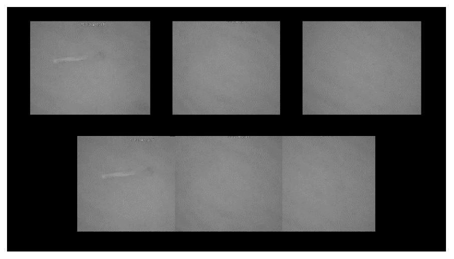 An illustrative example of the image quality captured by the razor clam video camera sled during the Fleet Bay, Solway survey. The images are murky due to the large quantities of silt in the water, but an emerged razor clam can be seen lying on the seabed.