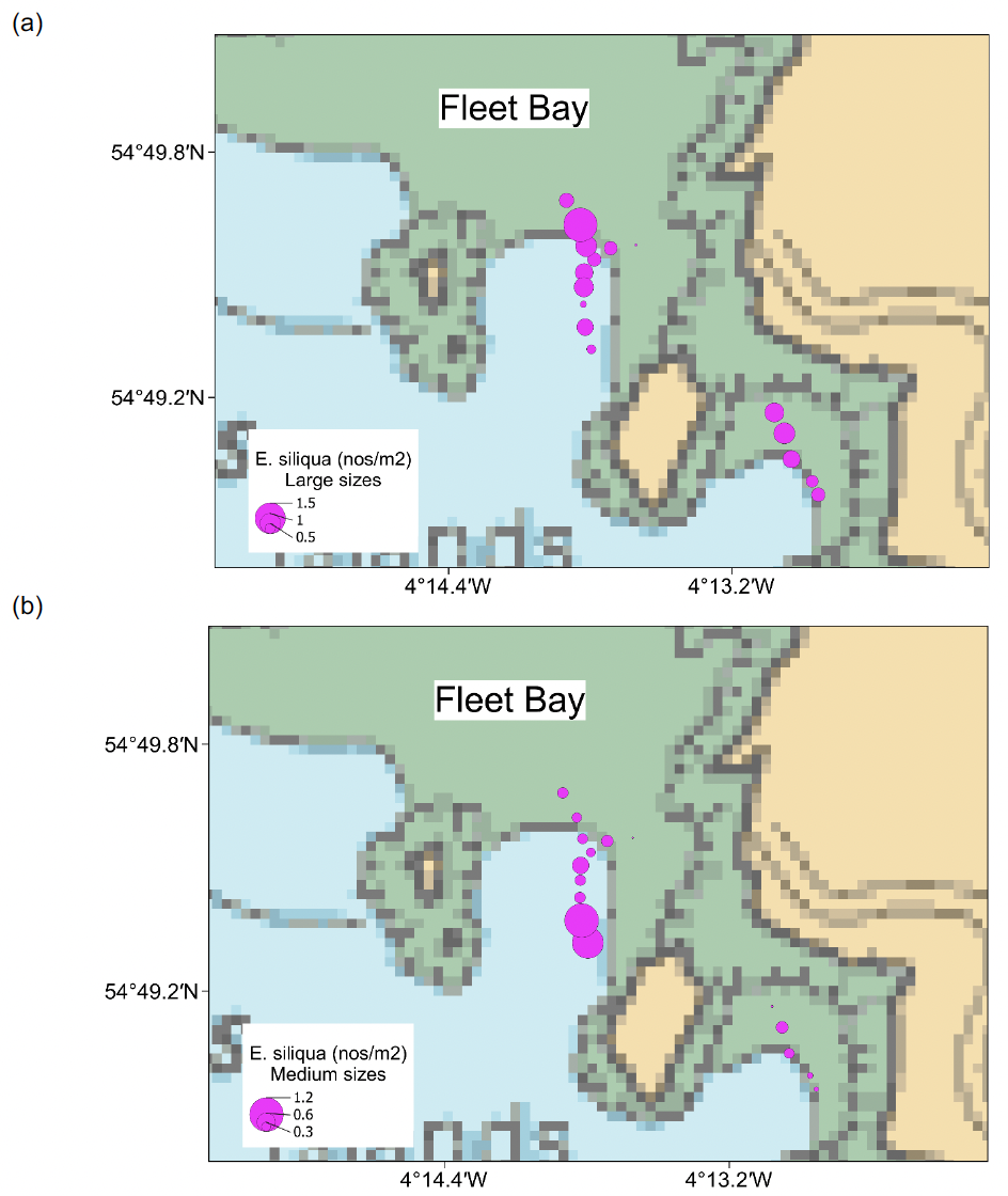 Bubble plots showing the spatial distribution of large and medium size Ensis siliqua in Fleet Bay, Solway. Densities for razors larger than 150 millimetres shell length were higher in tows to the north of the bay whilst the inverse pattern was seen for razors between 100 and 150 millimetres shell length. Bubble plots showing the spatial distribution of small size Ensis siliqua in Fleet Bay, Solway. Densities for razors smaller than 100 millimetres shell length were higher in tows to the north of the bay.