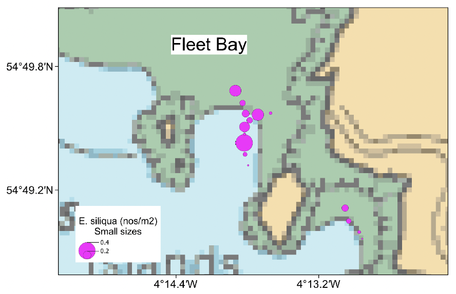 Bubble plots showing the spatial distribution of small size Ensis siliqua in Fleet Bay, Solway, with higher densities in the more central area.