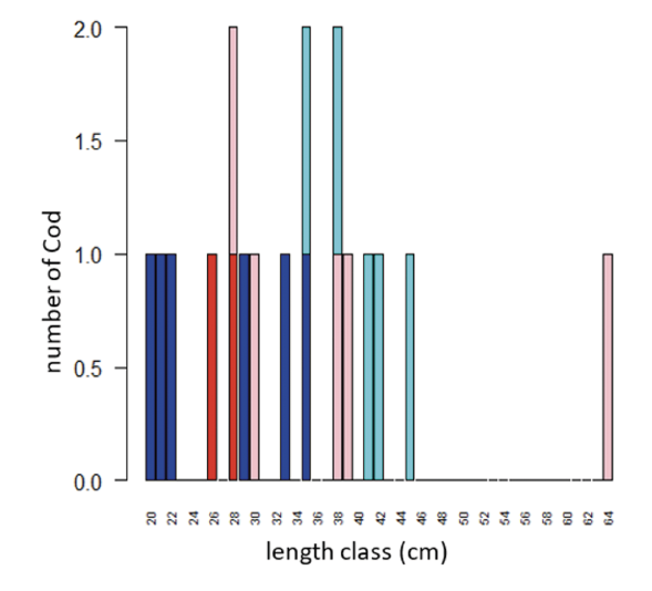 Graph of number of cod caught during observer trips against length class.