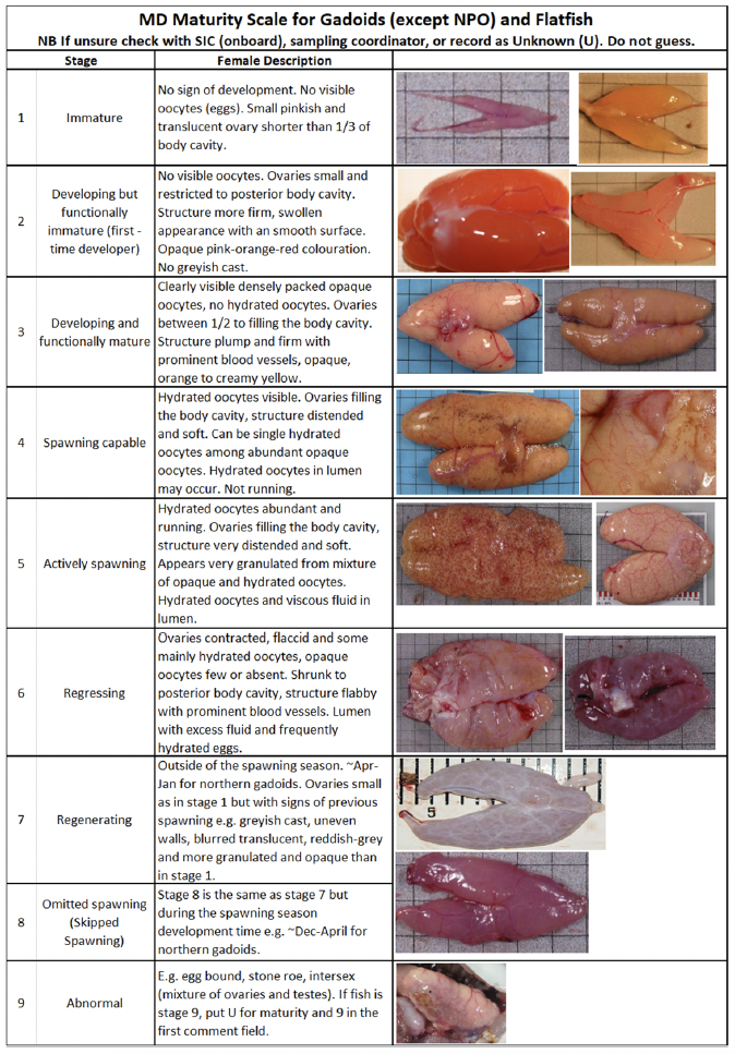 A collage showing the maturity scale for female Gadoid fish ranging from (1) no sign of development to (9) abnormal development of ovaries and /or testes.