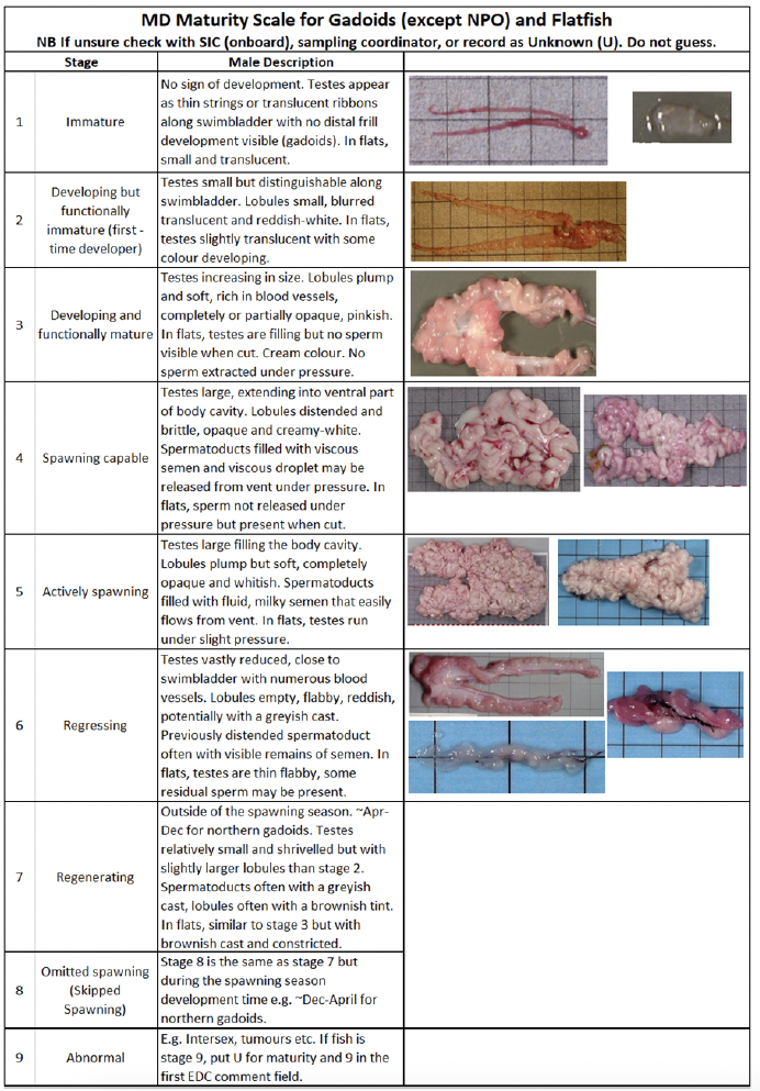 A collage showing the maturity scale for male Gadoid fish ranging from (1) no sign of development to (9) abnormal development of ovaries and /or testes.