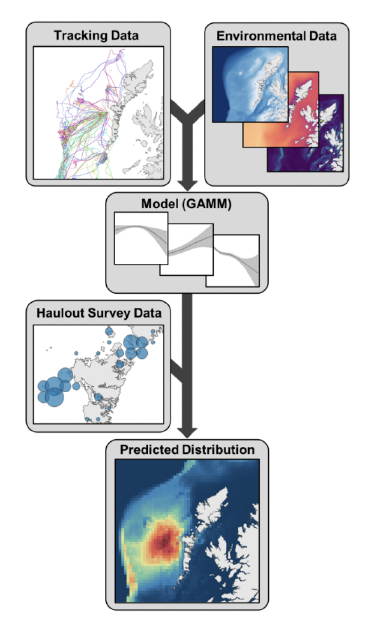 A flowchart depicting the process of generating habitat-based predictions of seal at-sea distribution