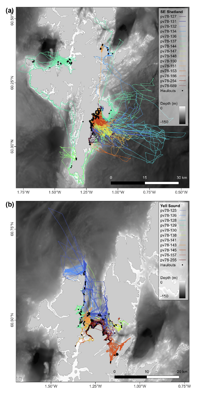 Tracks of 26 harbour seals tagged in Shetland. The first map shows show seals tagged in Southeast Shetland, the second map shows seals tagged in Yell Sound.