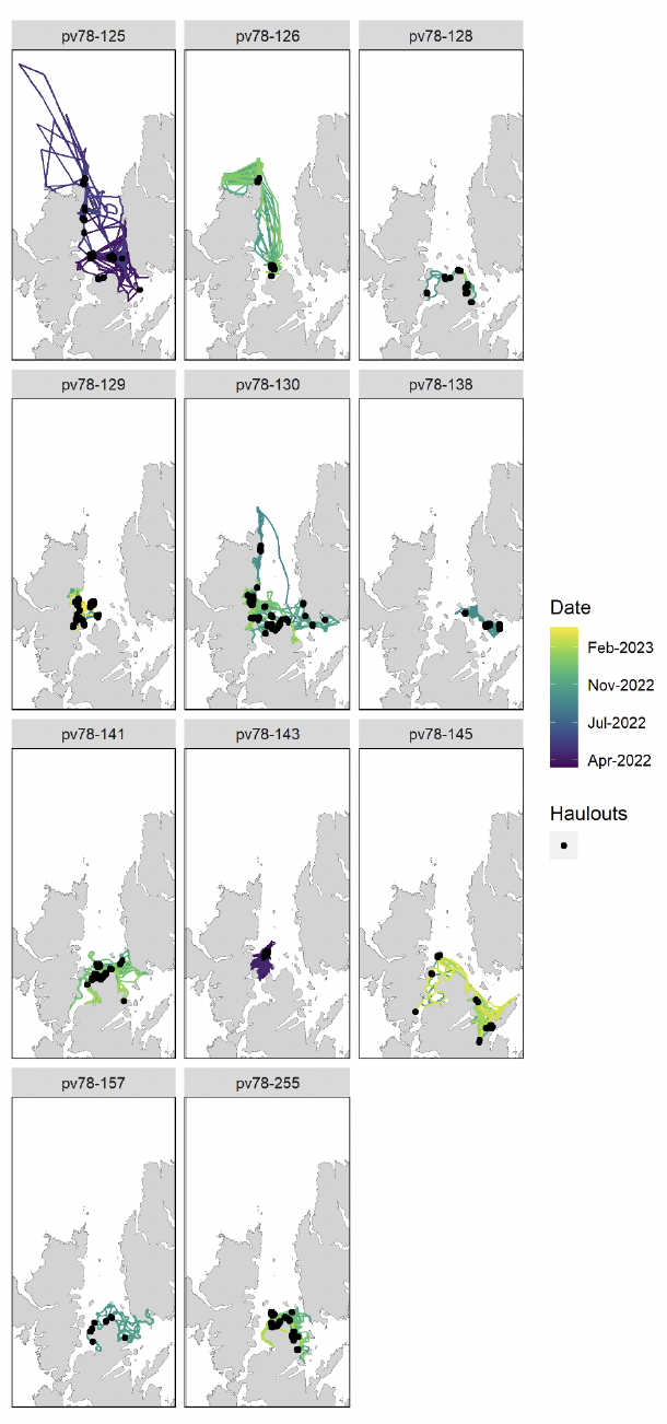 Maps of harbour seal tracks for seals tagged in Yell Sound, Shetland, colour coded by date