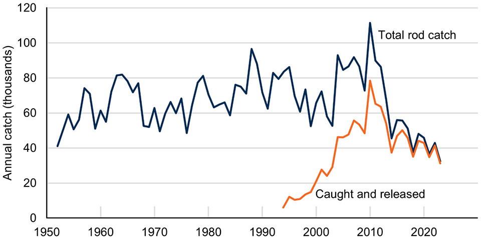 Line chart with two lines: one showing total rod catch of salmon increasing from 1952 until 2010 and decreasing since; the other showing released rod catch increasing from 1994 until 2010, and declining since. The total rod catch and released rod catch lines are converging.