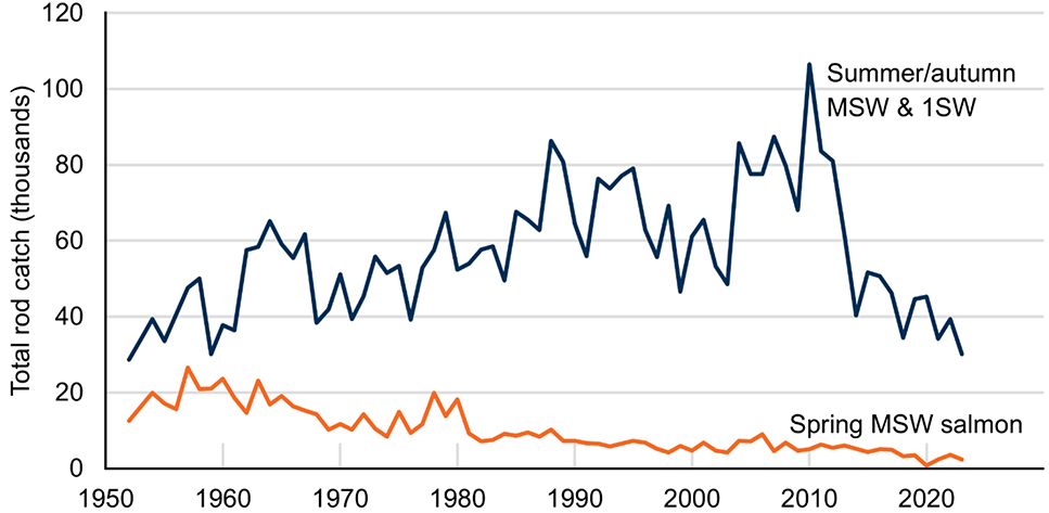 Line chart with two lines: one showing annual catch of summer/autumn MSW and 1SW salmon increasing from 1952 to a peak in 2010, and declining since; the other showing catch of spring MSW salmon declining since 1952.