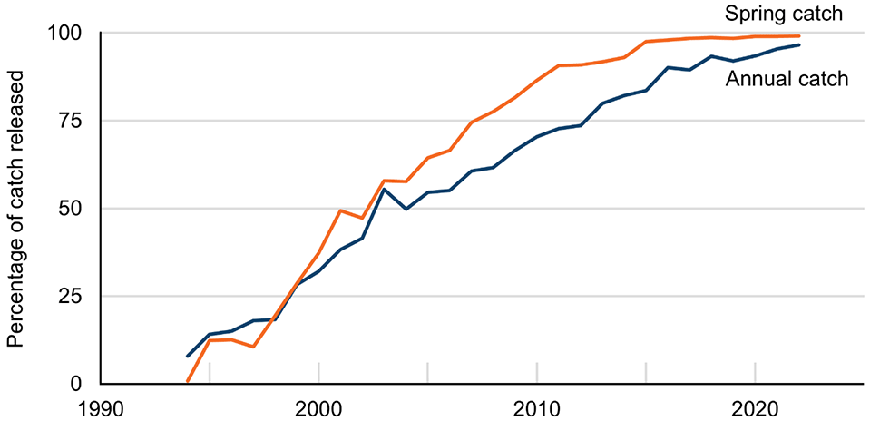 Line chart with two lines showing increasing percentages released for both spring catch and annual catch. The percentage of the annual catch being released has increased more slowly that of the spring catch.