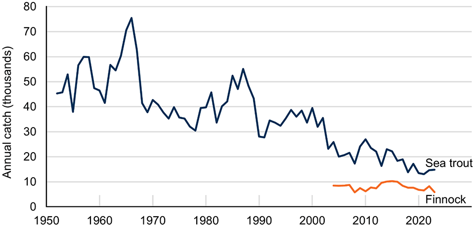 Line chart with two lines showing decreasing sea trout catch since 1952, and stable finnock catch since 2004.