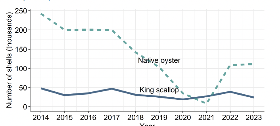 Chart 3 showing line graph of trends in other species production for table. Upper turquoise dashed line shows production for native oyster, lower solid blue line production for king scallop. Values for this chart are available in supplementary data - Table 2.