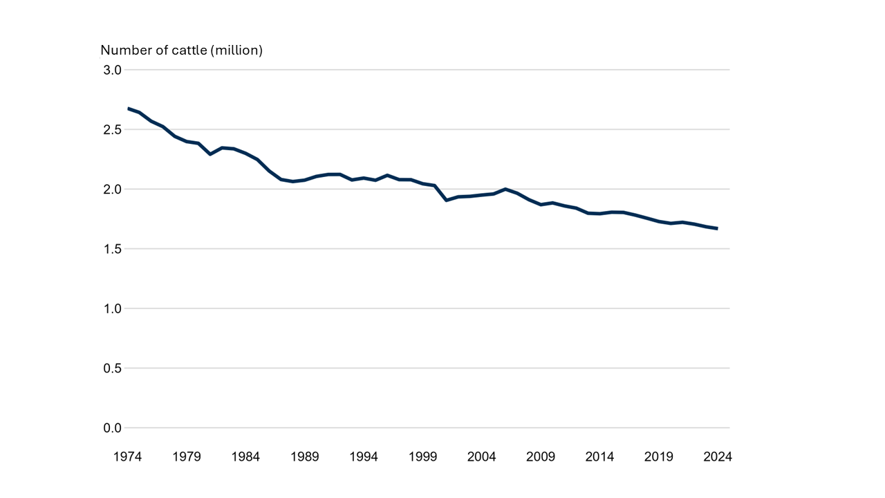 Line graph showing the decline in total cattle from a peak in 1974 (at 2.68 million cattle) to 2024 (1.67 million cattle).