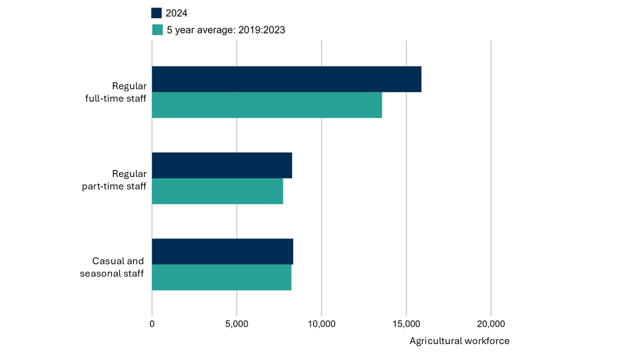 Clustered bar chart showing the change in labour between the five year average (2019-2023) and 2024. Over the five year average there were 13,600 full-time agricultural staff. This increased to 15,900 in 2024. Over the five year average there were 7,700 part-time staff which increased a little in 2024 to 8,300. Over the five year average casual and seasonal labour was 8,200 and was 8,300 in 2024.