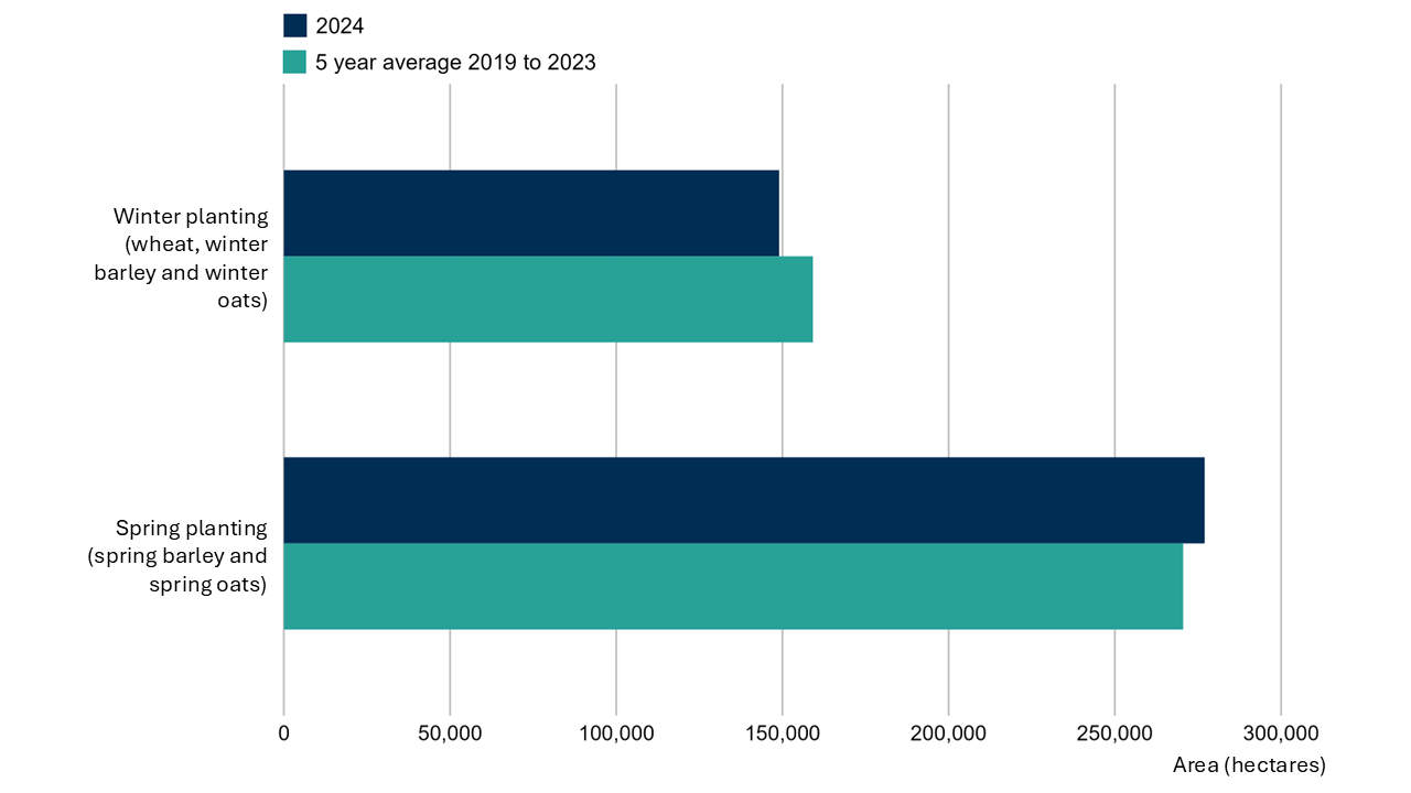 Chart with four bars, two bars comparing the spring planting of barley and oats over a five year average period between 2019 and 2023 (270,500 hectares) and 2024 (277,000 hectares). The other two bars compare the winter planting of wheat, barley and oats over a five year average period between 2019 to 2023 (159,200 hectares) and 2024 (149,000 hectares).